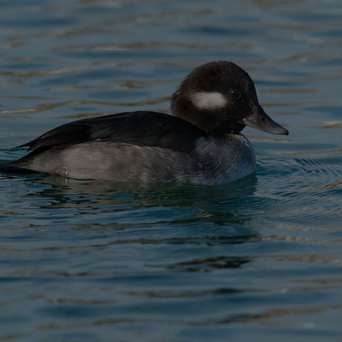 Bufflehead