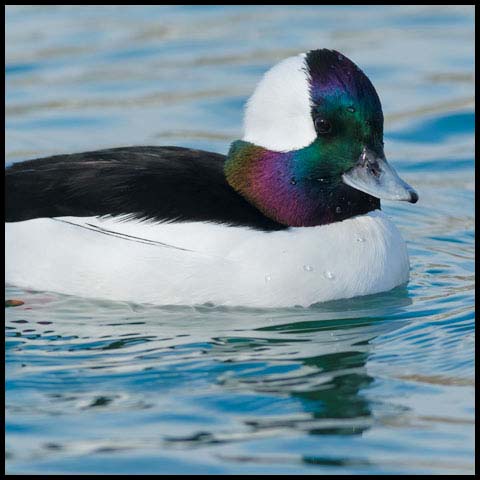 Bufflehead