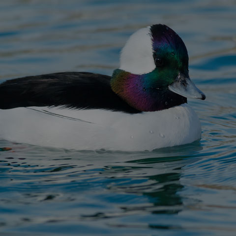 Bufflehead