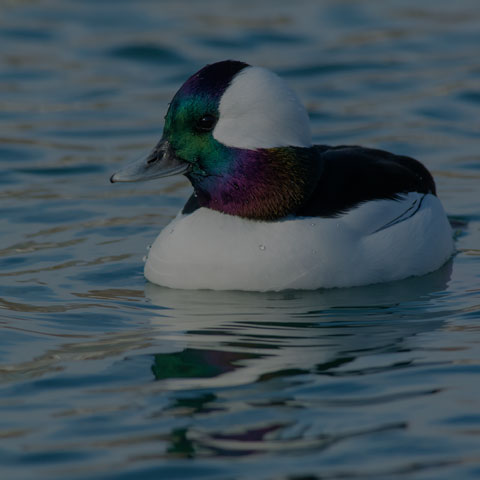 Bufflehead