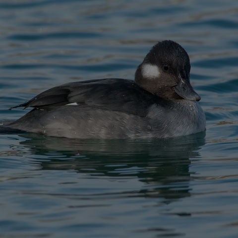 Bufflehead