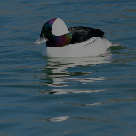 Bufflehead