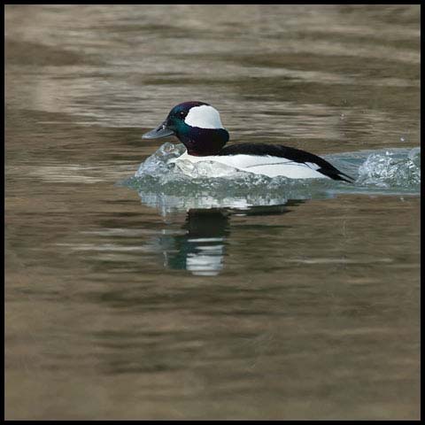 Bufflehead