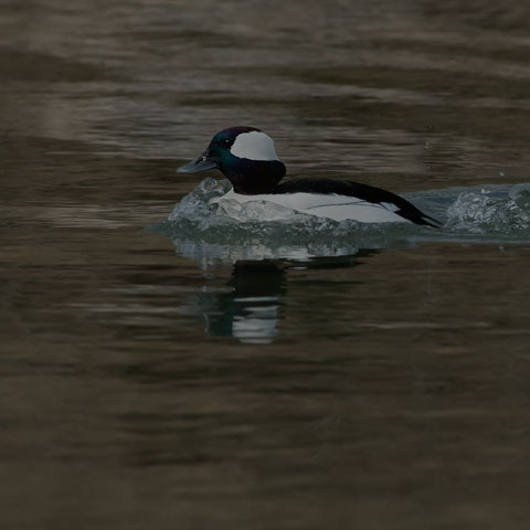 Bufflehead