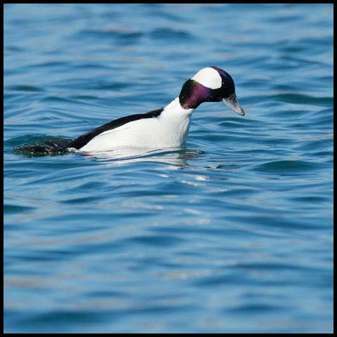 Bufflehead