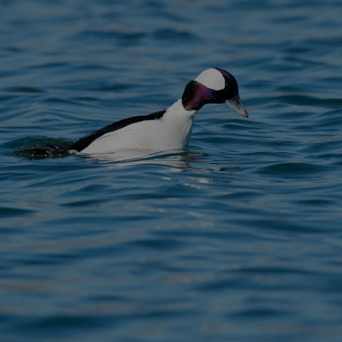 Bufflehead