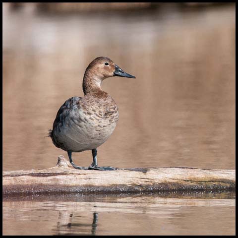 Canvasback