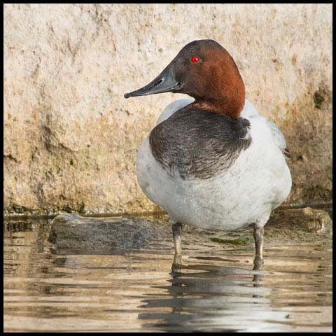 Canvasback