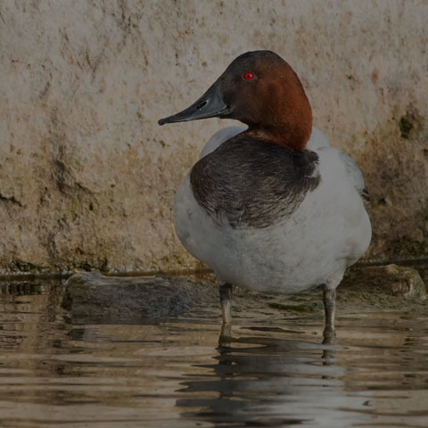 Canvasback