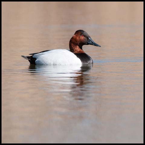 Canvasback