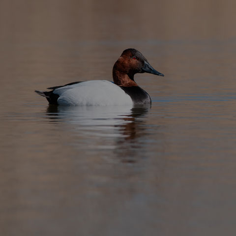 Canvasback