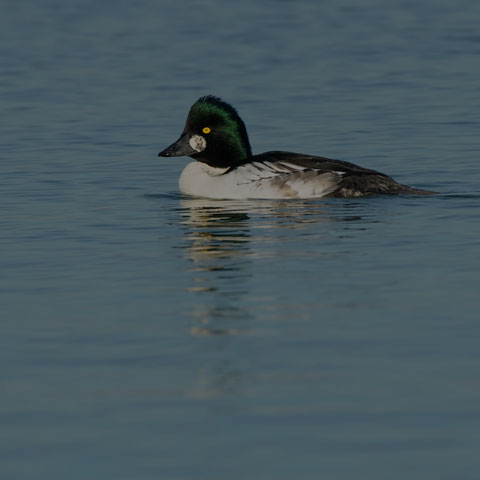 Common Goldeneye