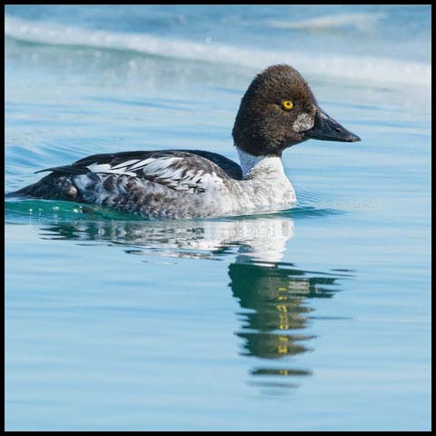 Common Goldeneye