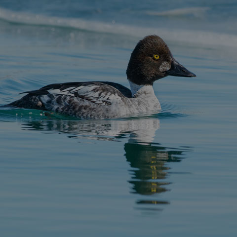 Common Goldeneye