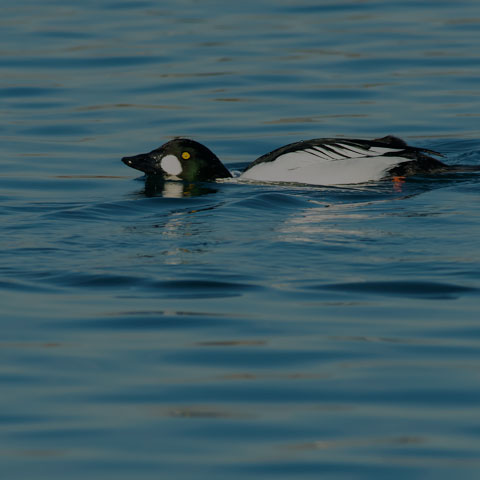 Common Goldeneye