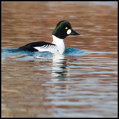 Common Goldeneye