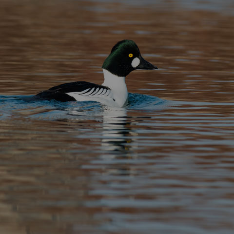 Common Goldeneye
