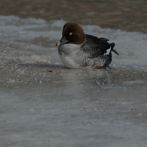 Common Goldeneye