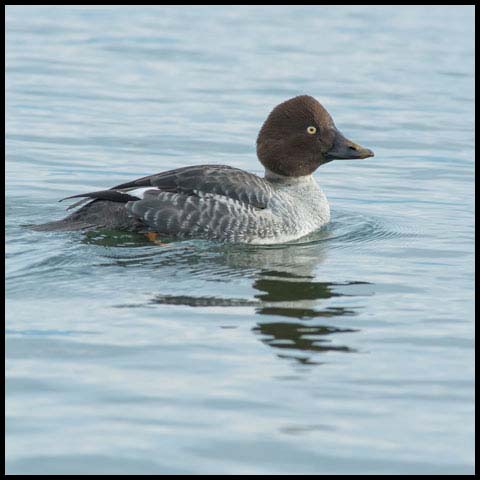 Common Goldeneye