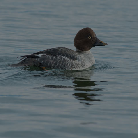 Common Goldeneye