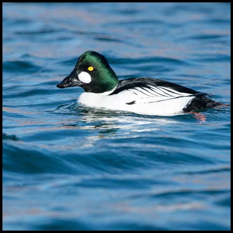 Common Goldeneye