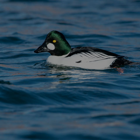 Common Goldeneye