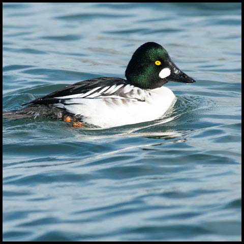 Common Goldeneye