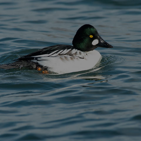 Common Goldeneye