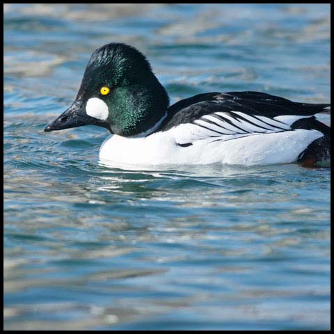 Common Goldeneye