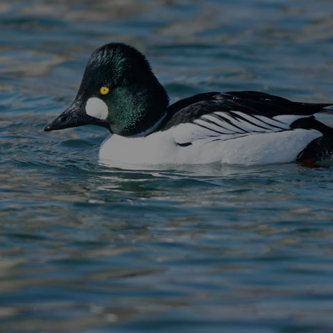 Common Goldeneye
