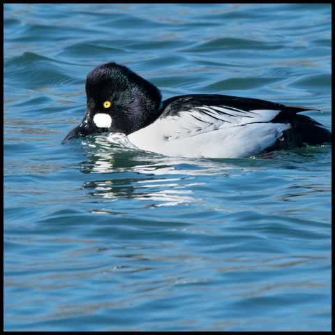 Common Goldeneye