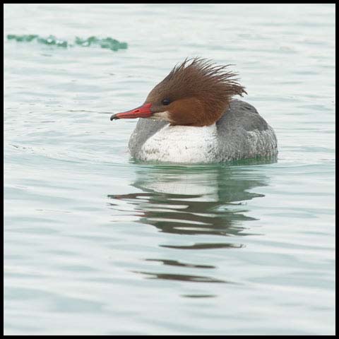 Common Merganser