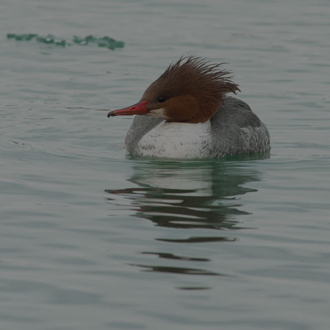 Common Merganser