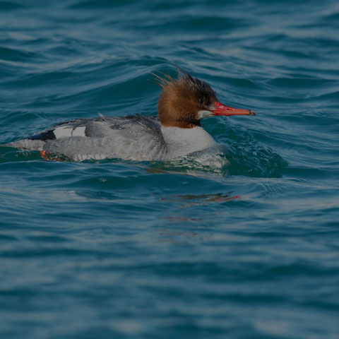 Common Merganser