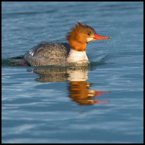 Common Merganser