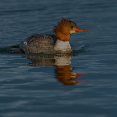 Common Merganser