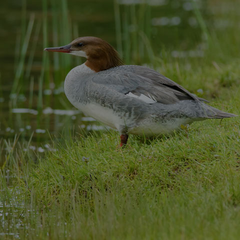 Common Merganser