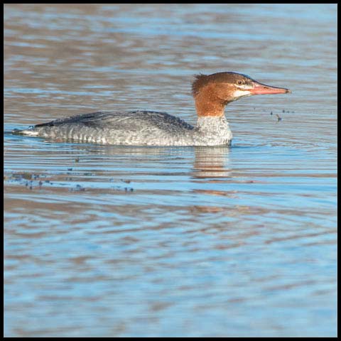 Common Merganser