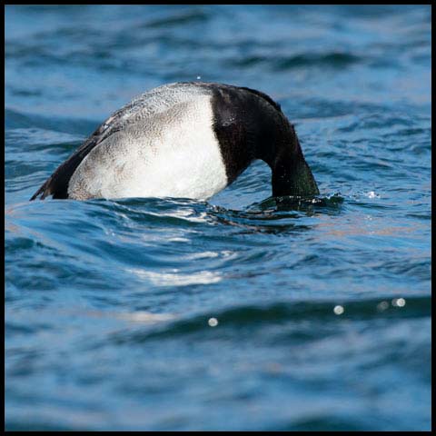 Greater Scaup