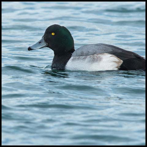 Greater Scaup