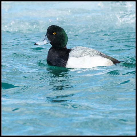 Greater Scaup