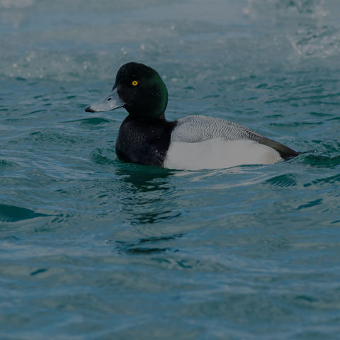 Greater Scaup