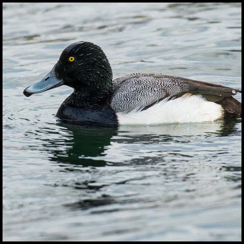 Greater Scaup