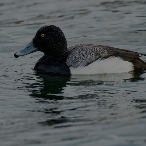 Greater Scaup