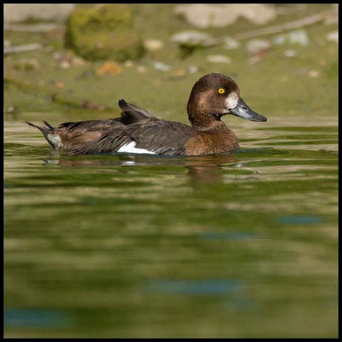 Greater Scaup