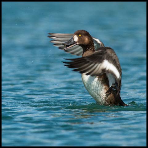 Greater Scaup