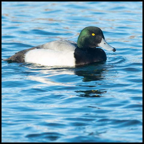 Greater Scaup