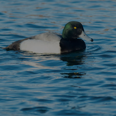 Greater Scaup