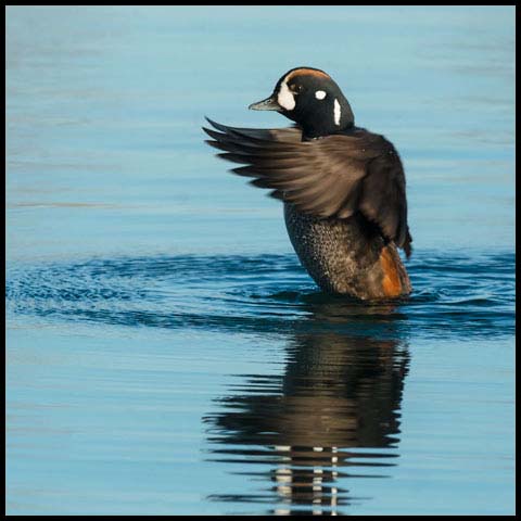 Harlequin Duck