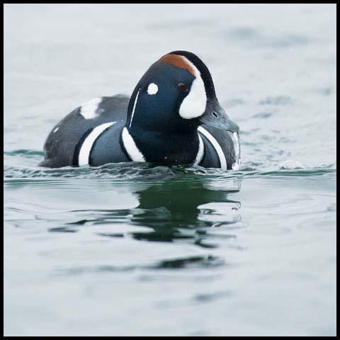 Harlequin Duck